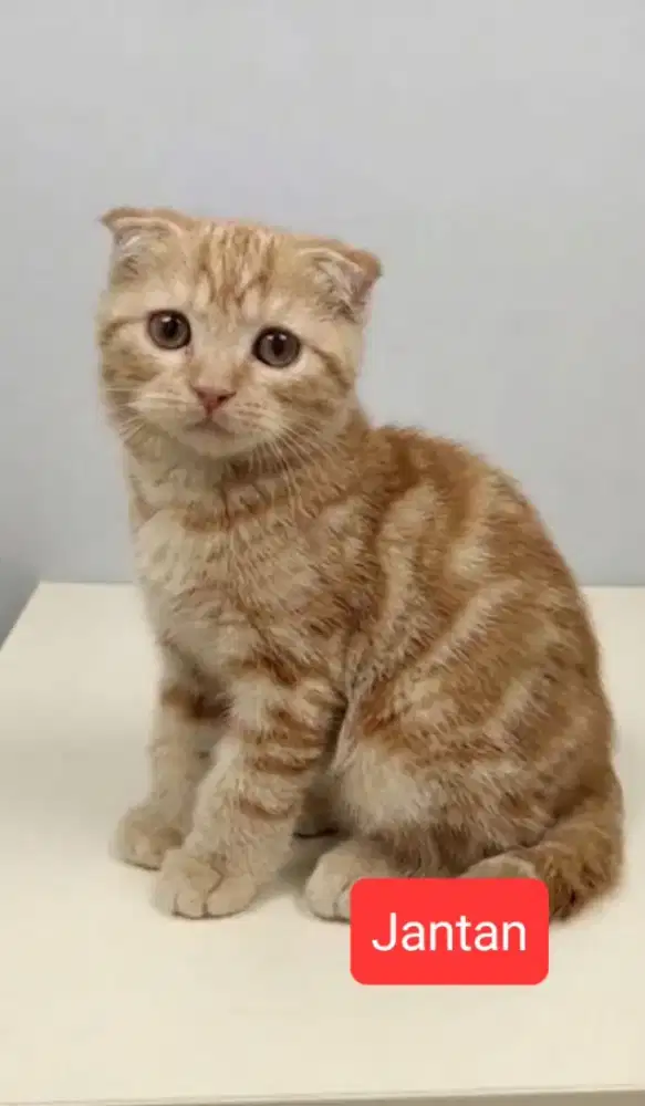 Scottish Fold Red Marble Jantan