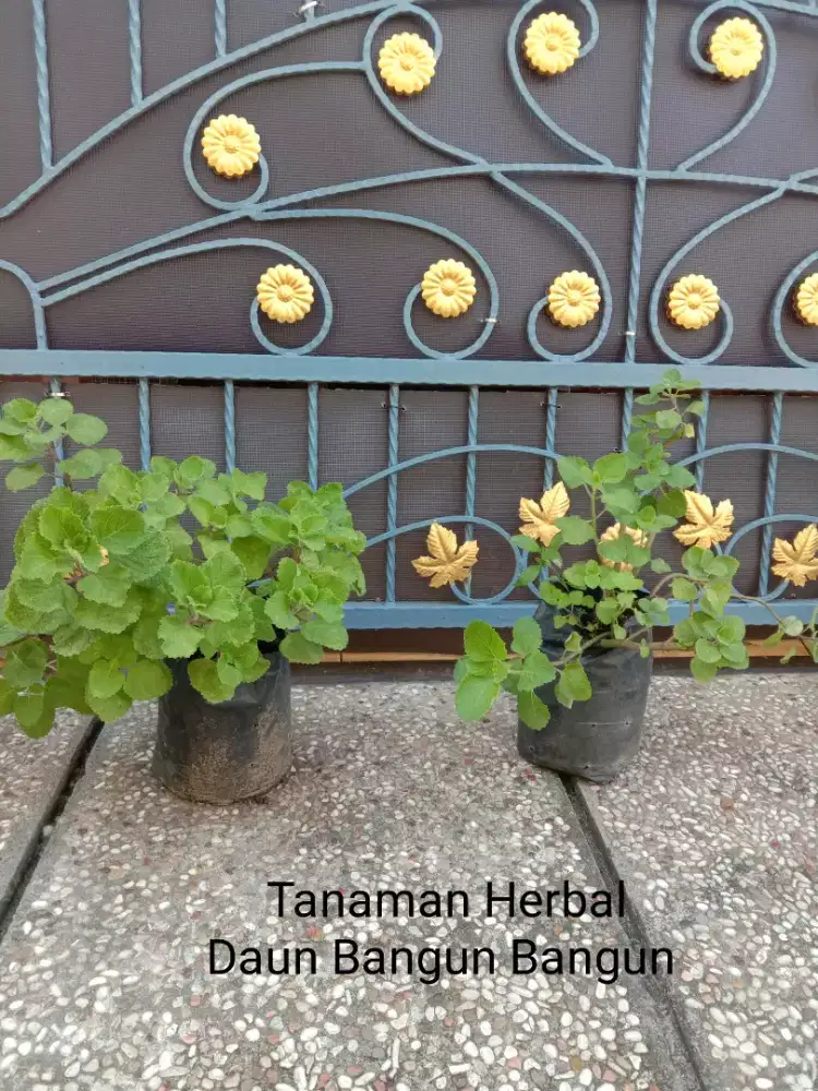 Tanaman Herbal Daun Bangun Bangun