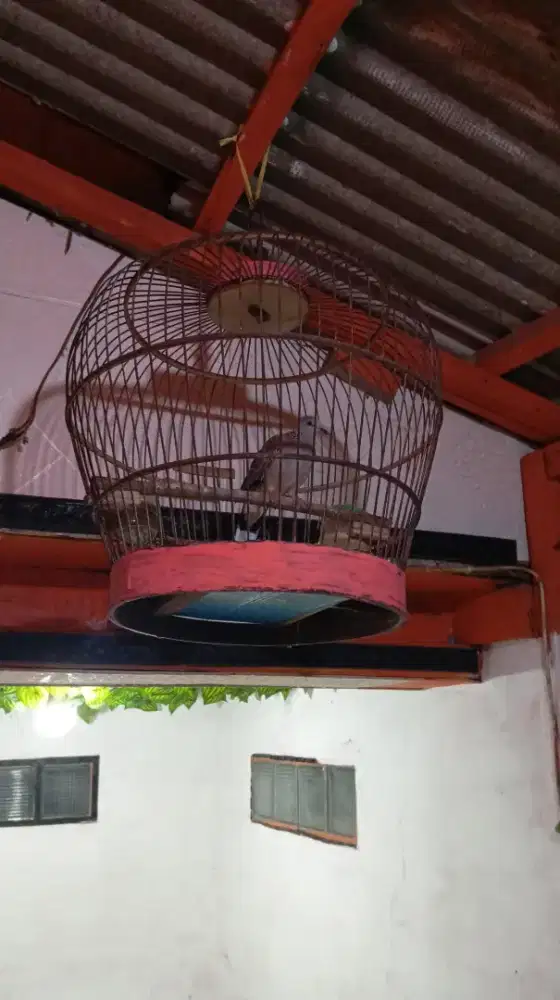 Tekukur kuk 2 full set