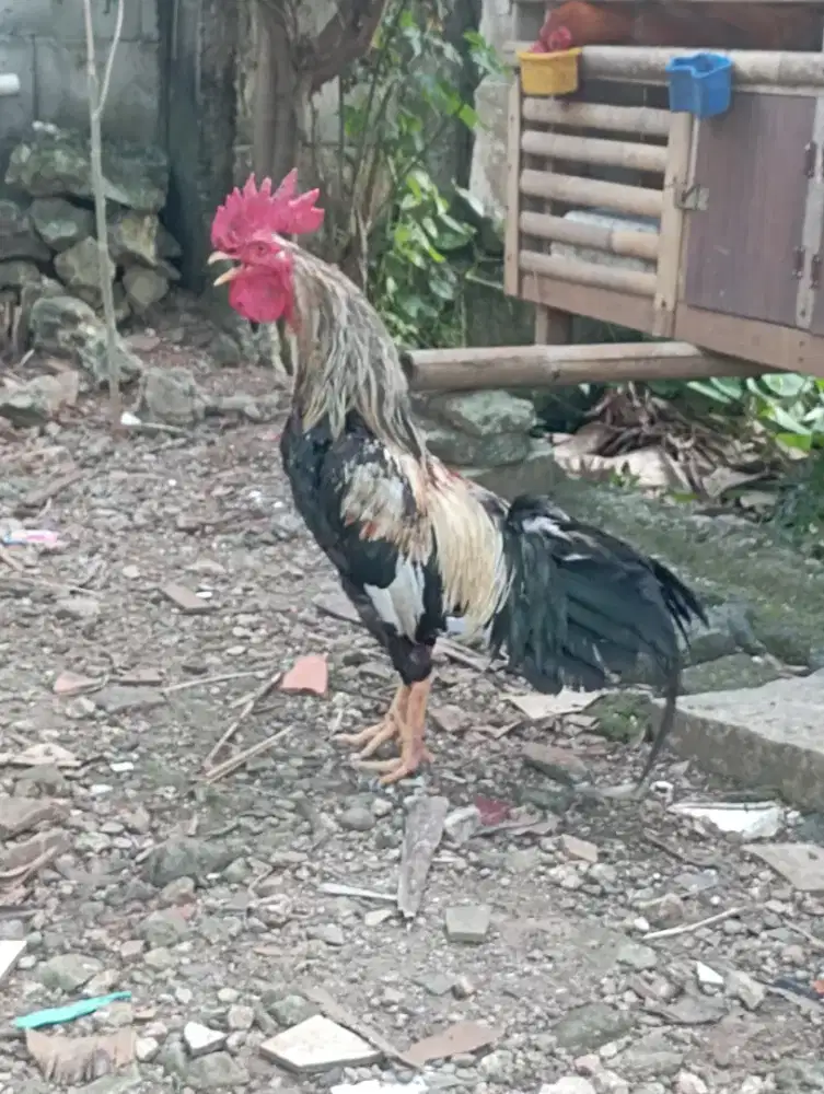 Ayam kampung jantan x biang gede
