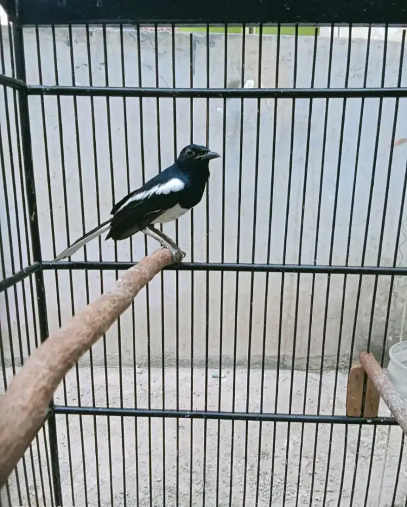 Burung kacer mapan rajin bunyi