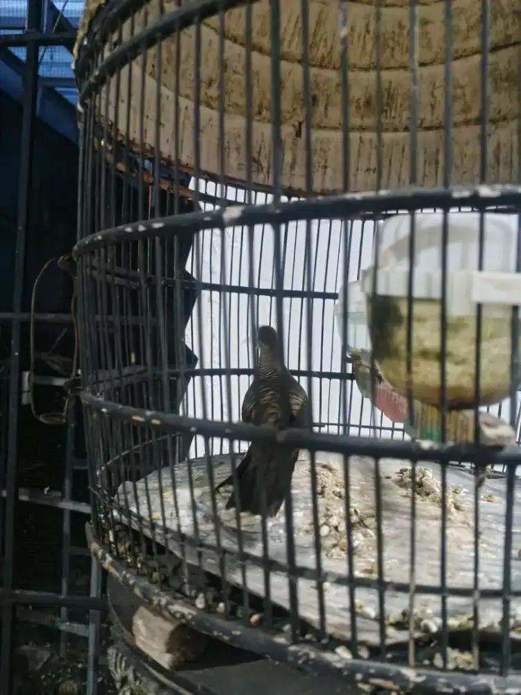 Perkutut lokal boleh dapet