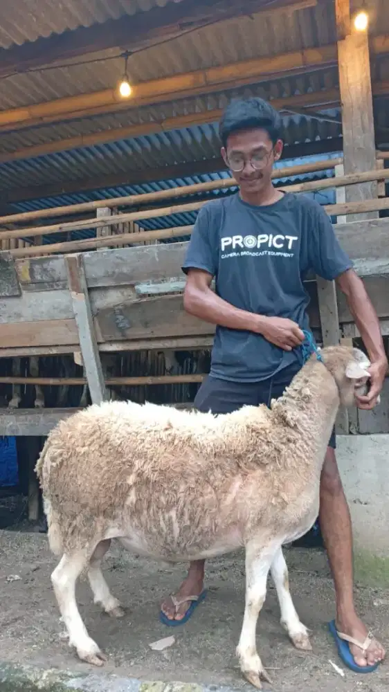Kambing domba untuk qurban
