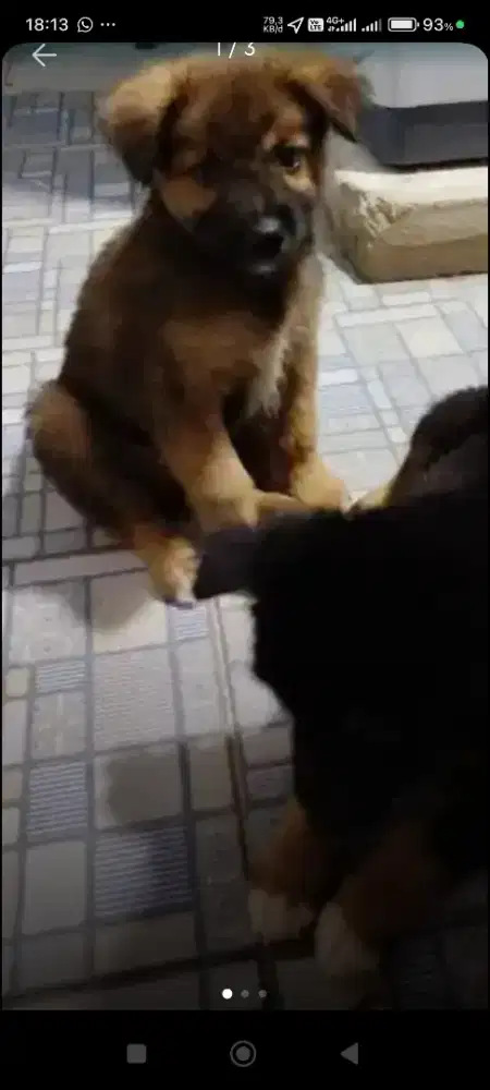 Anak anjing 2 bulan.