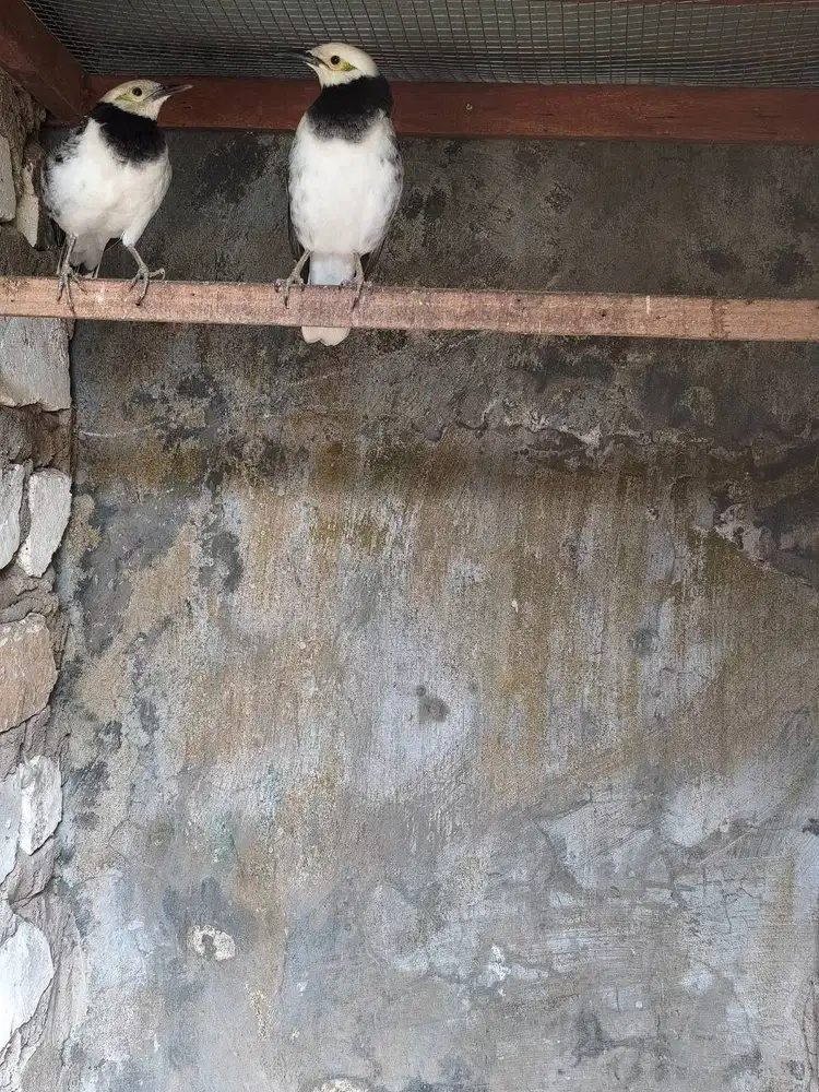 Sepasang Jalak HK (RT)