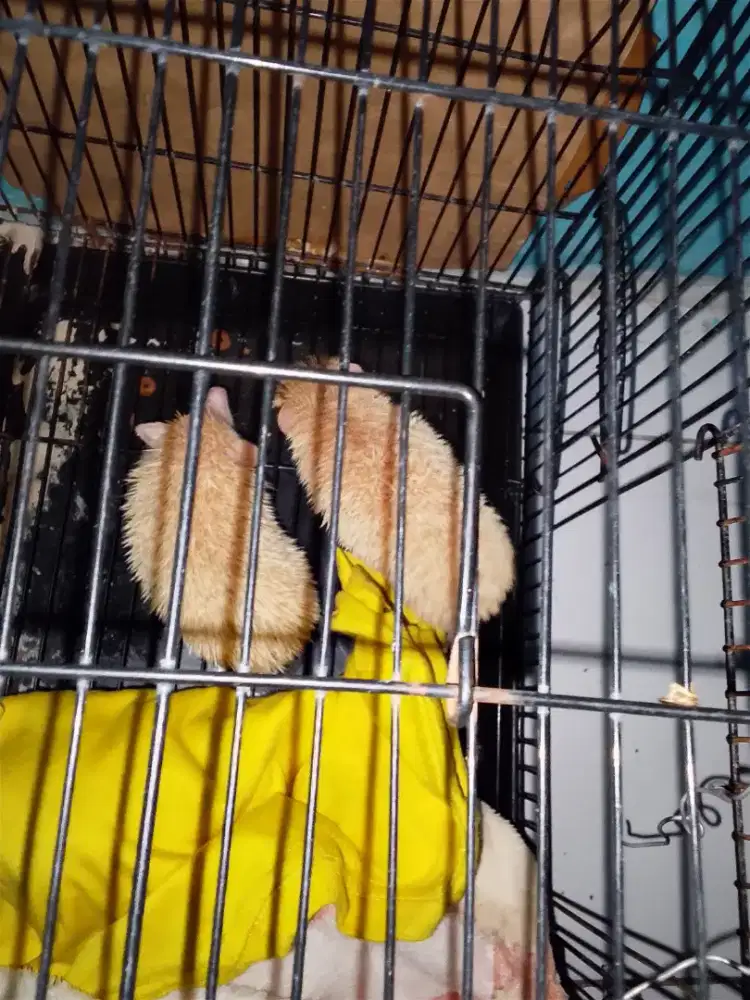 Landak mini sepasang