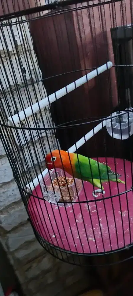 Lovebird Betina Biola Burja