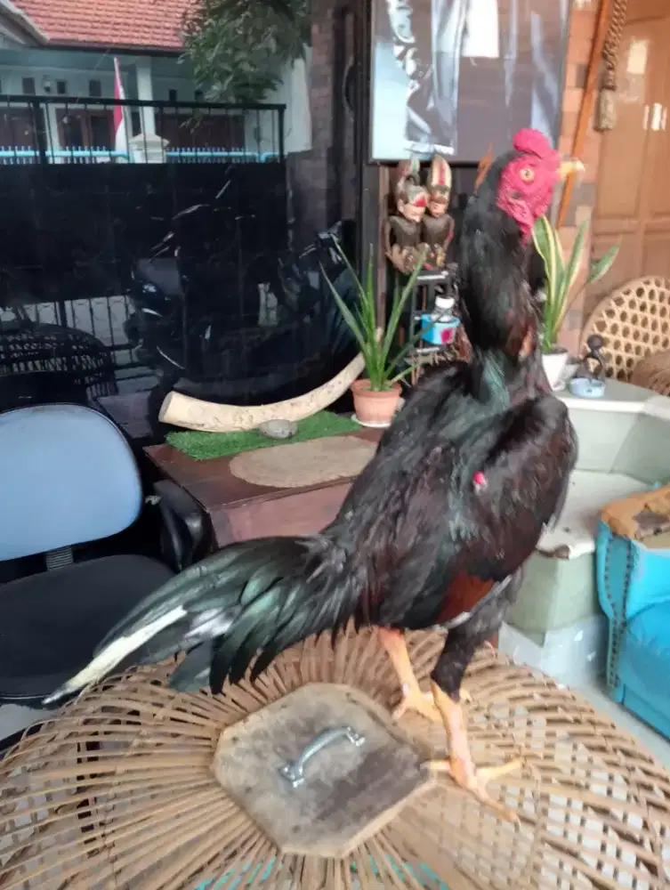 Ayam Bangkok Bulbi  Muda