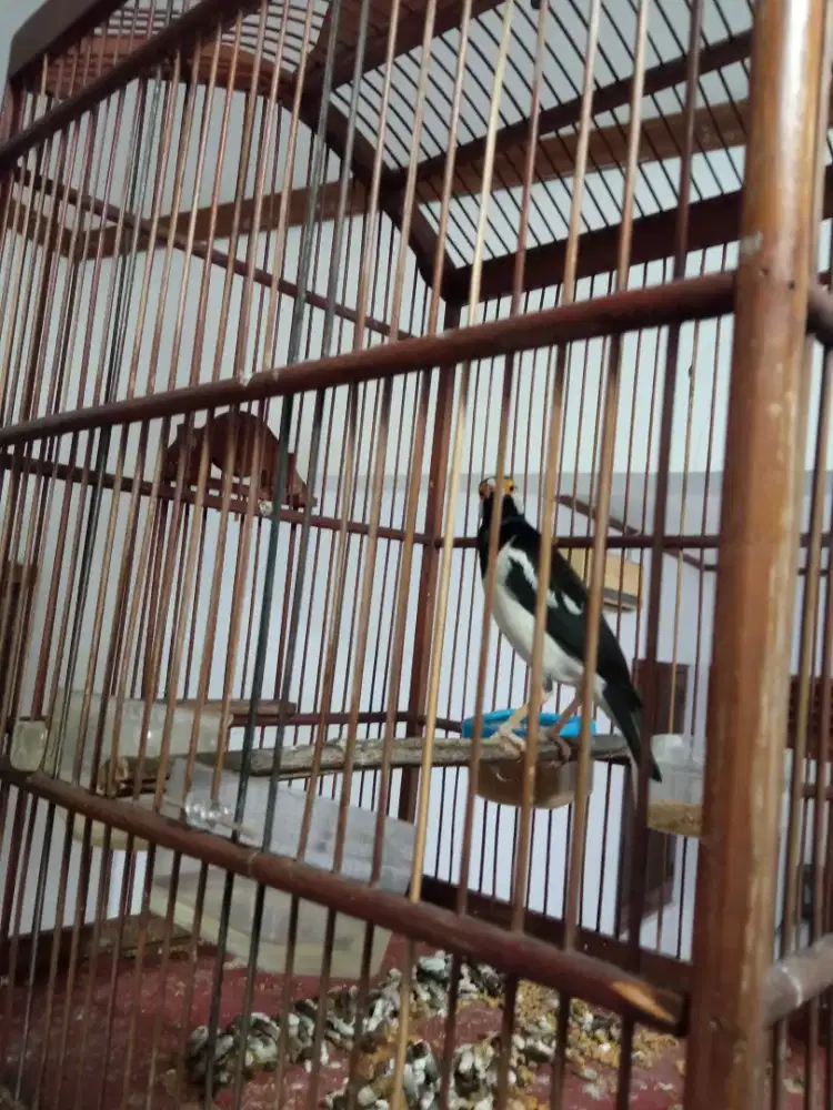 Di jual burung jalak suren muda gacor + kandang kotak