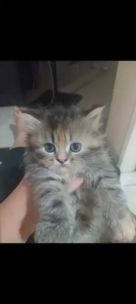 JUAL ANAKAN KUCING PERSIS BIGBONE ANGGORA