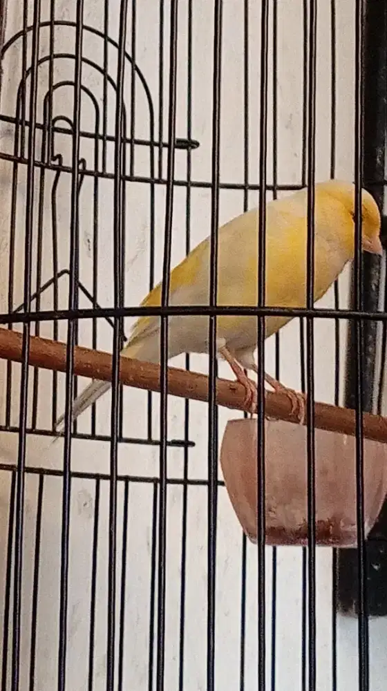 Jual burung kenari ga tau jantan apa betina