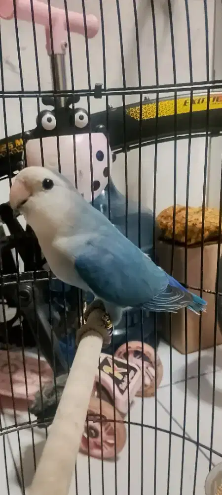 Lovebrid barong/non klep