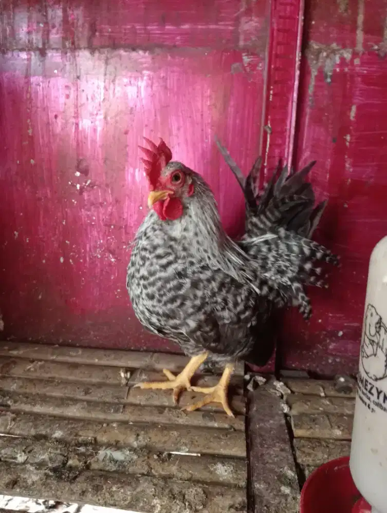 Ayam hias kate makassar