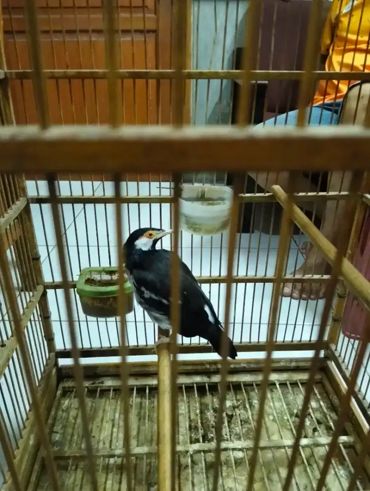 Burung Jalak Suren