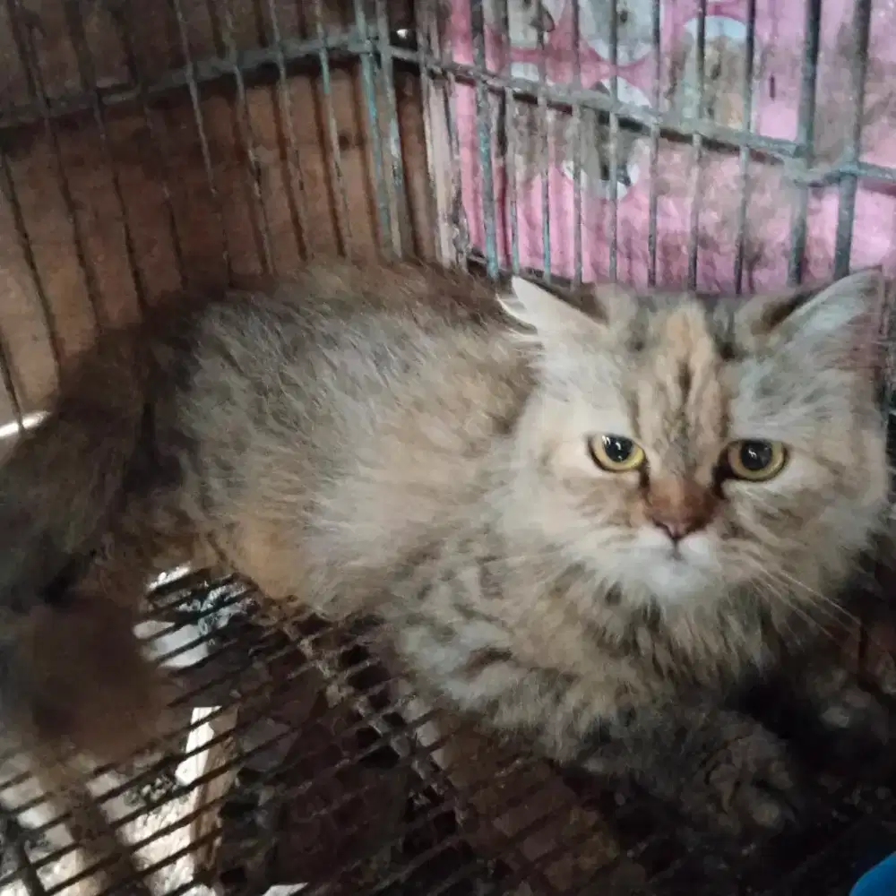 Persia betina dewasa