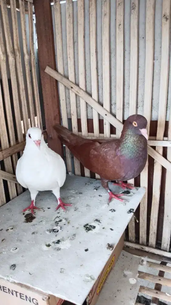 Merpati sprint kolong