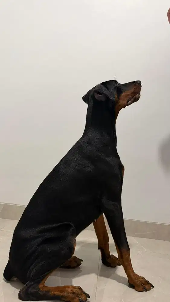 doberman betina INA CH 6 bulan