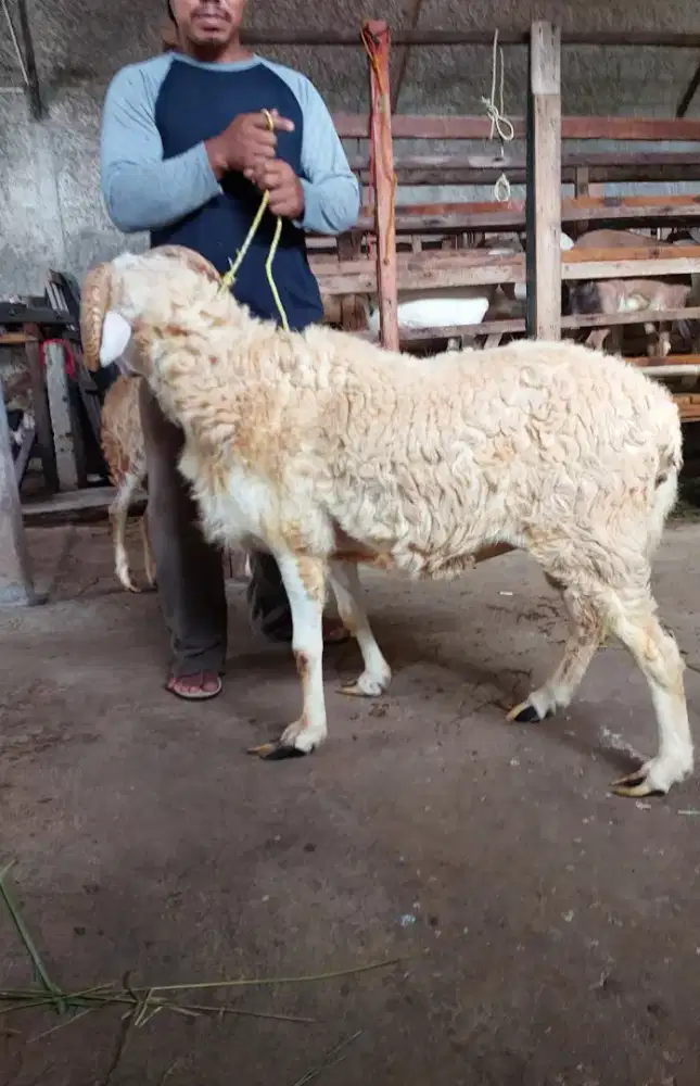 Kambing dan Domba Aqiqah dan Qurban Murah