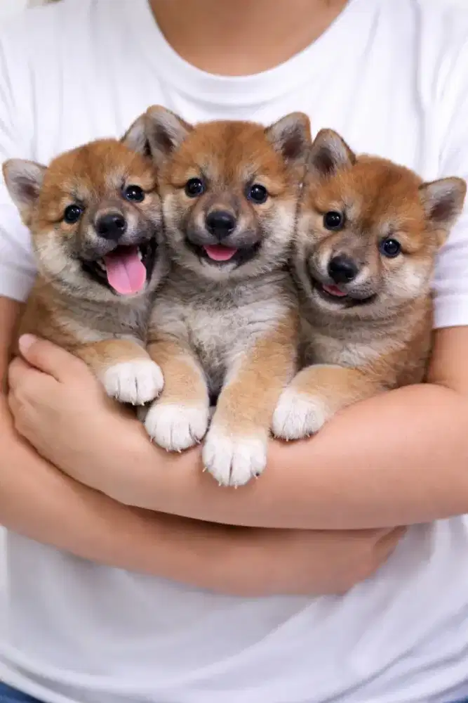 Dijual anakan shiba inu