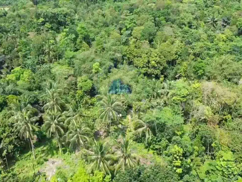 Dijual Tanah 50ha Zona Industri Cibadak – Akses Kontainer, Dekat Tol Rangkasbitung!