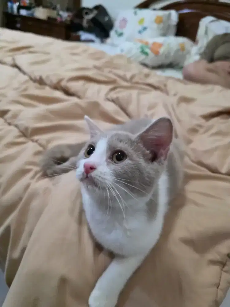 Bsh pure calico fawn betina 4bulan parents cinamon