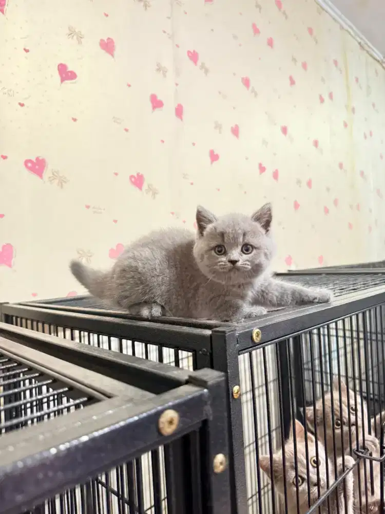 Kucing British shorthair