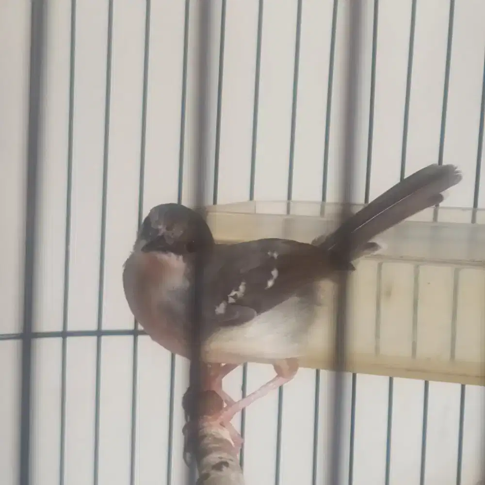 Jual ciblek sudah kristal