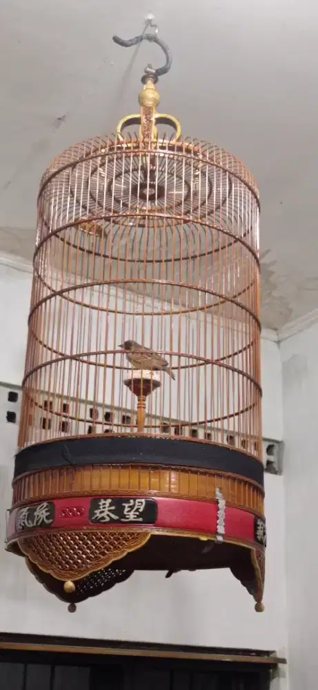 Branjangan parva gacor kandang cungko