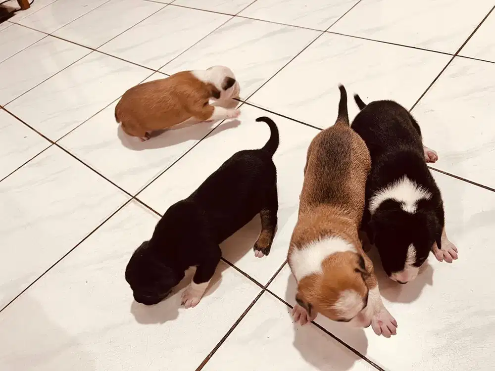 Anak anjing Pitbull sehat