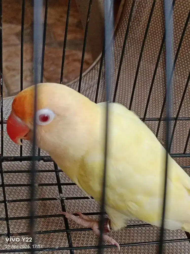 Lovebird PB CREMINO mata merah love bird betina