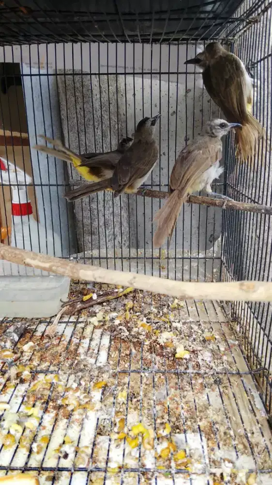 Burung trucukan kebo jatim