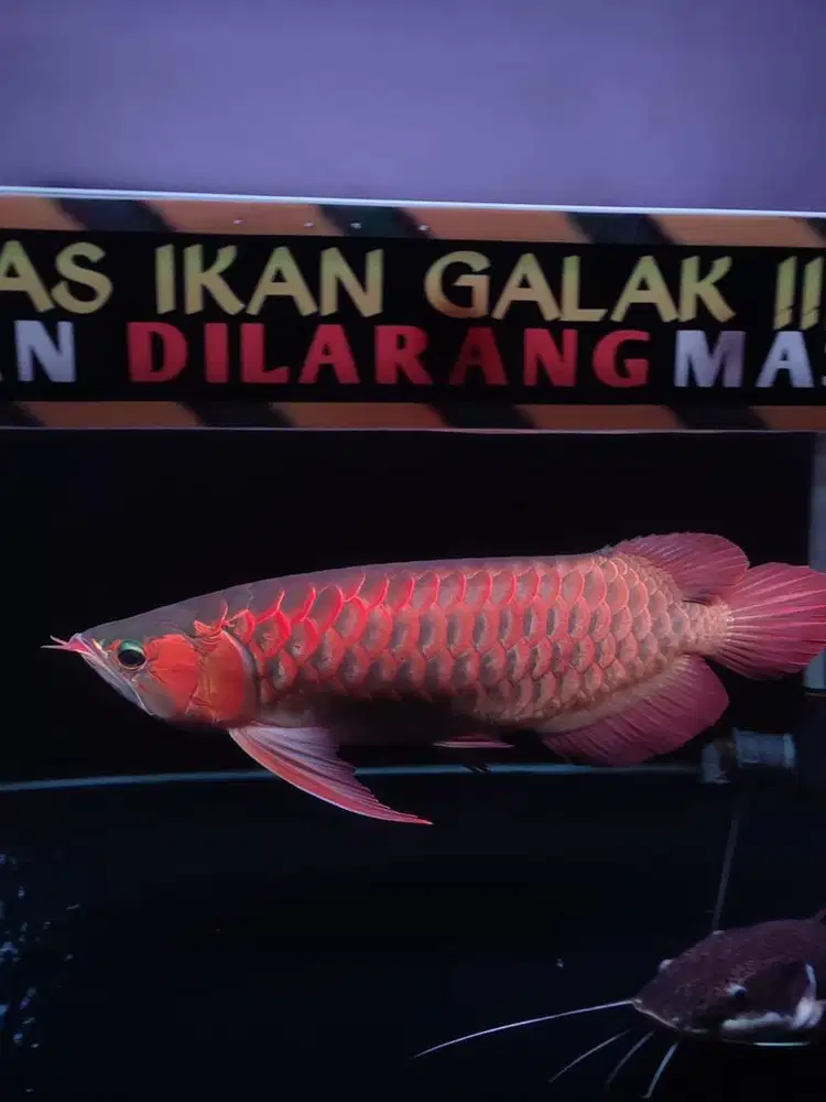 Ikan arwana super red