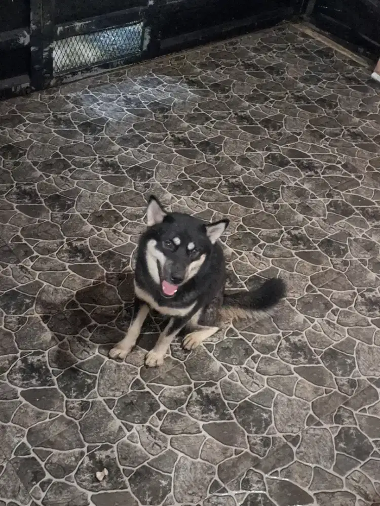 Anjing Sibirian Husky
