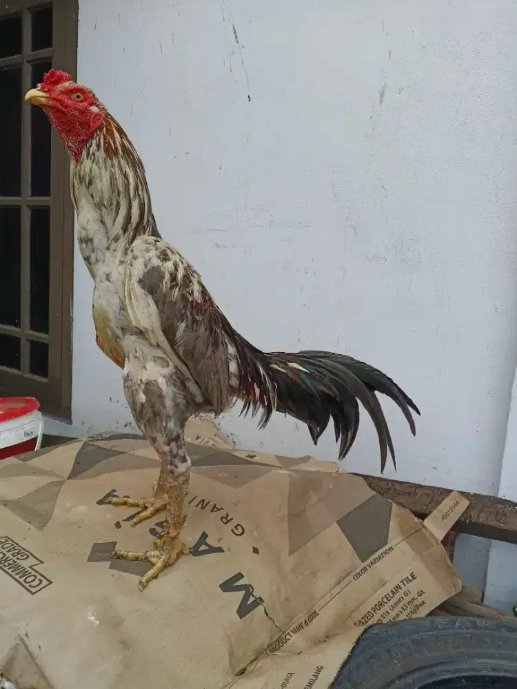 Ayam Bangkok x Bangkok selatan