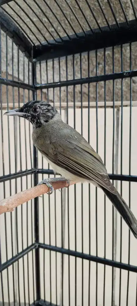 Samyong trotol bintik hitam