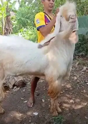 kambing qurban superan TB 1 meter gagah tinggi ras etawa senduro PE ok