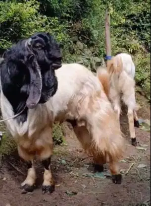 kambing qurban superan TB 1 meter gagah tinggi ras etawa senduro PE ok