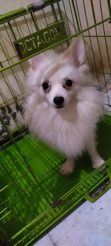 Mini pom jantan 7 bulan