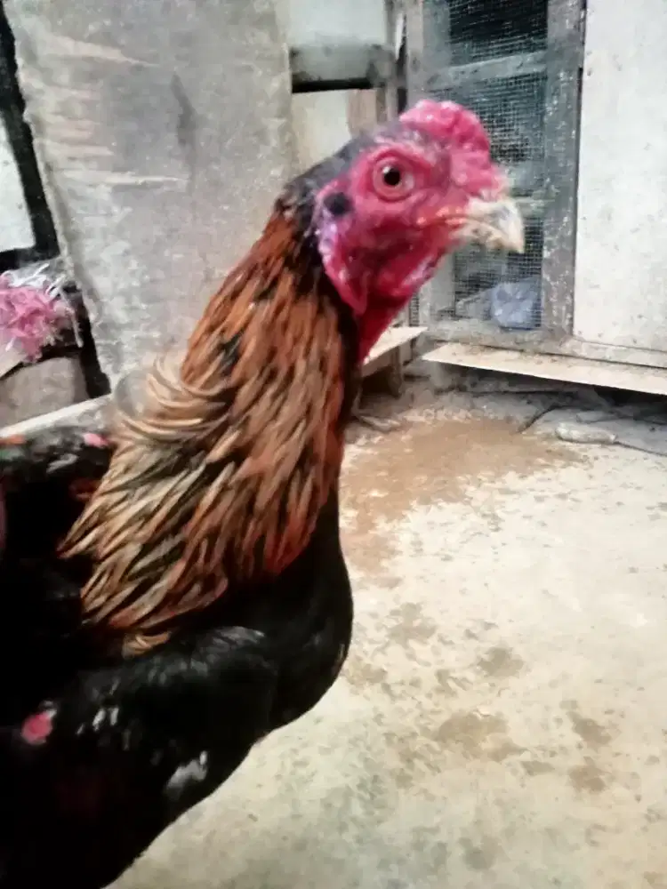 Jual jago asli bangkok