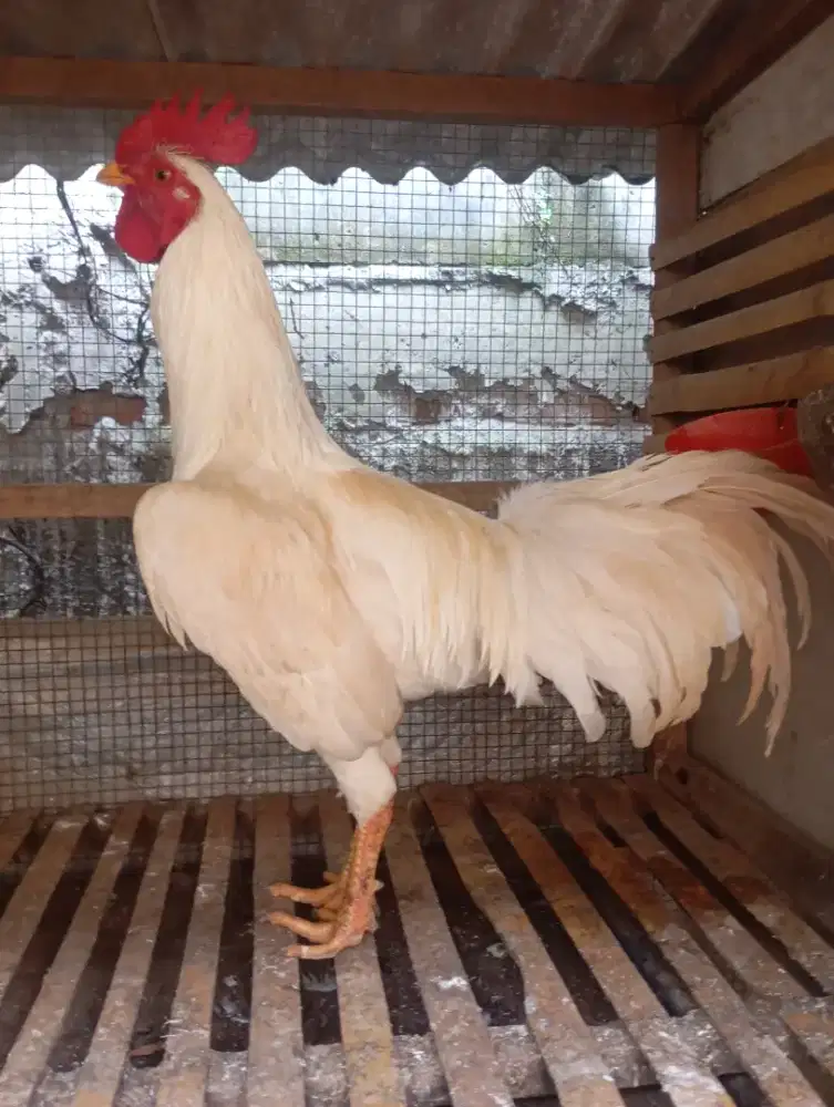 Ayam kampung putih jantan jago muda