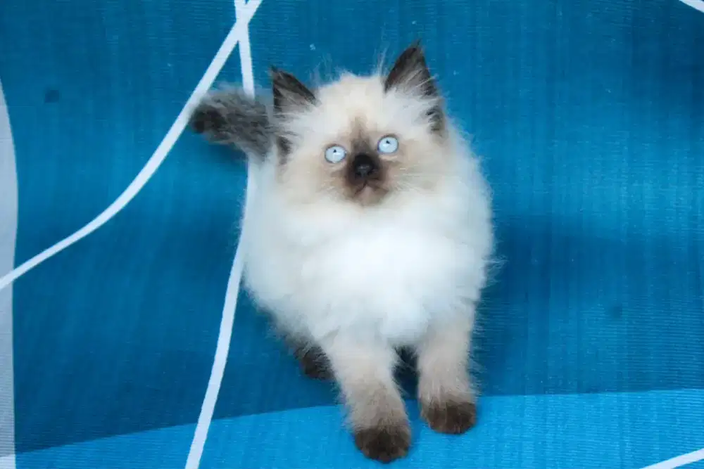 kucing kitten anakan anggora persia himalaya ragdoll munchkin british