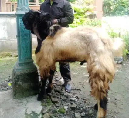 kambing kurban jumbo TB 1 meter hewan qurban premium jamin manteb puas