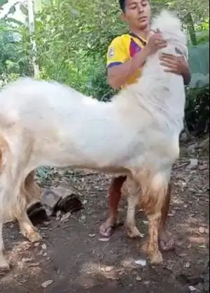 kambing kurban jumbo TB 1 meter hewan qurban premium jamin manteb puas