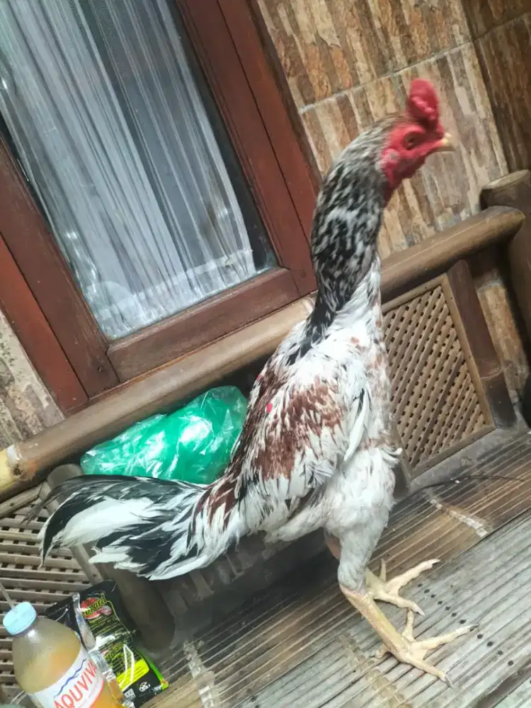 Ayam pamangon bulbi ori jajangkar gress belum abar