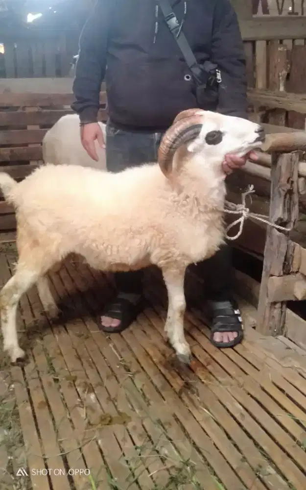 Domba Qurban Ekonomis Si Koin