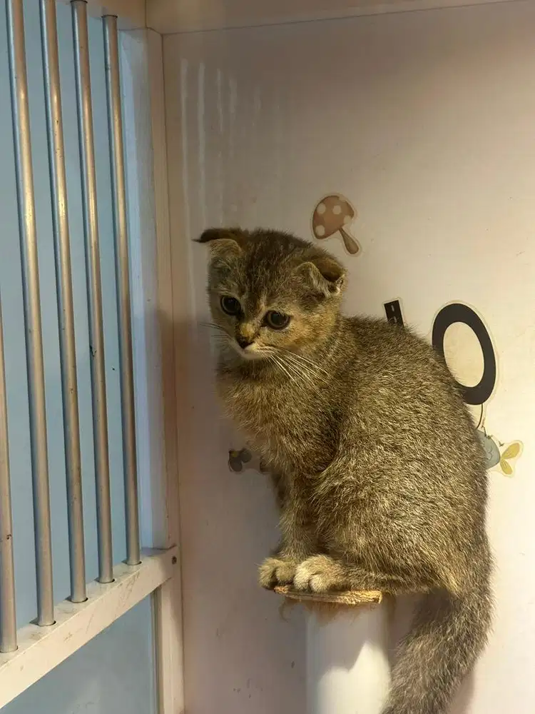 Kucing scottish fold golden ny25 jantan