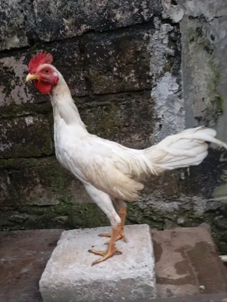 Ayam kampung putih jantan betina