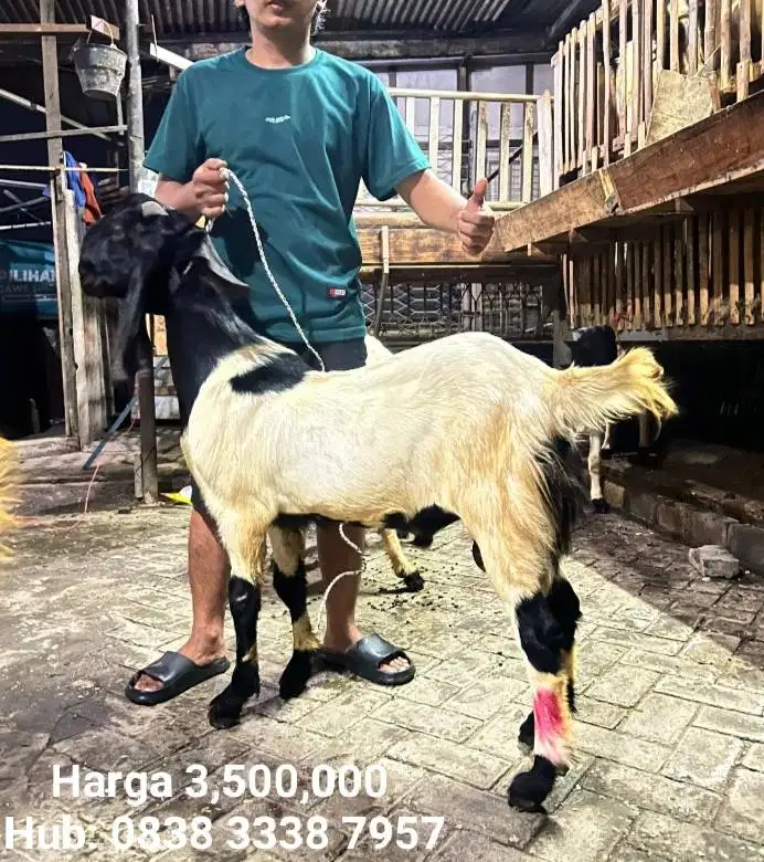 Kambing Qurban murah
