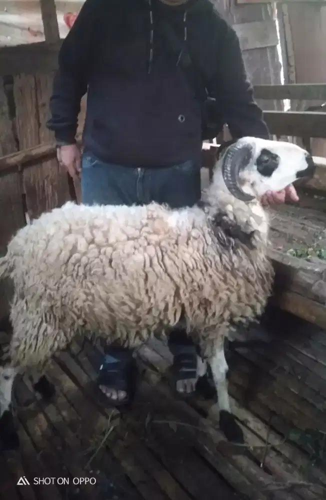 Domba Qurban Ekonomis Si Sapatu