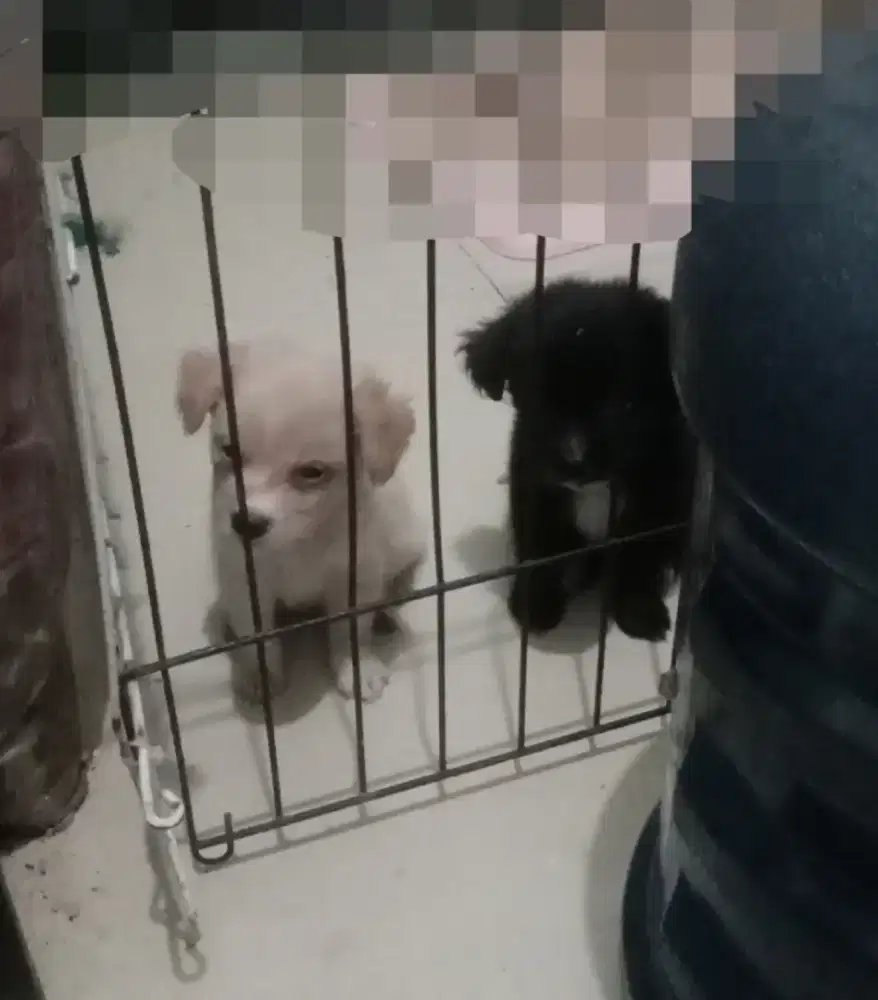 Anak Anjing / Puppy Golden Mix Nett